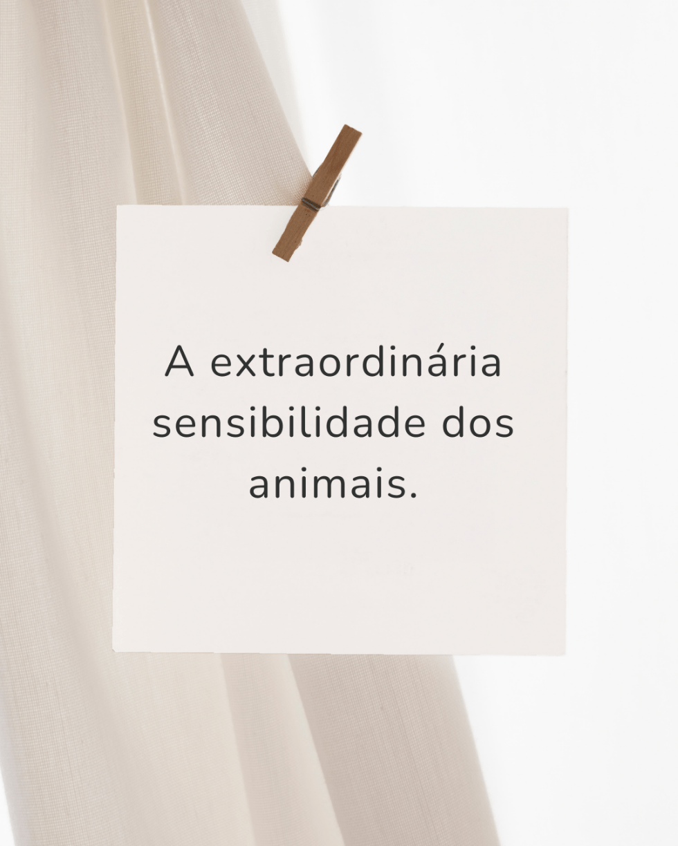 A extraordinária sensibilidade dos&nbsp;animais