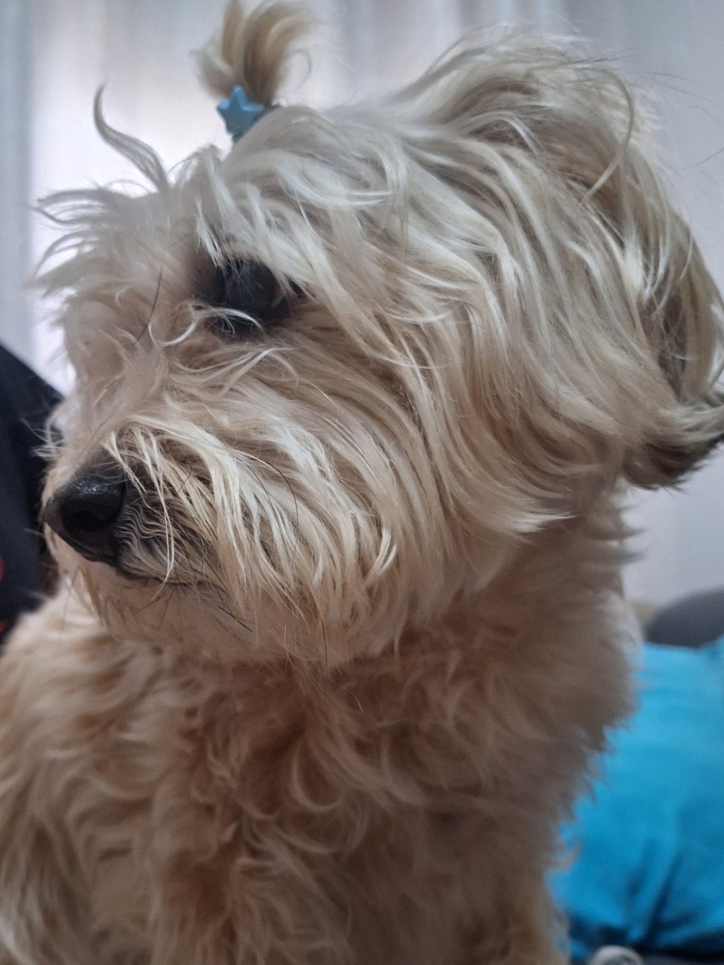 cão Stinky companhia na terceira idade